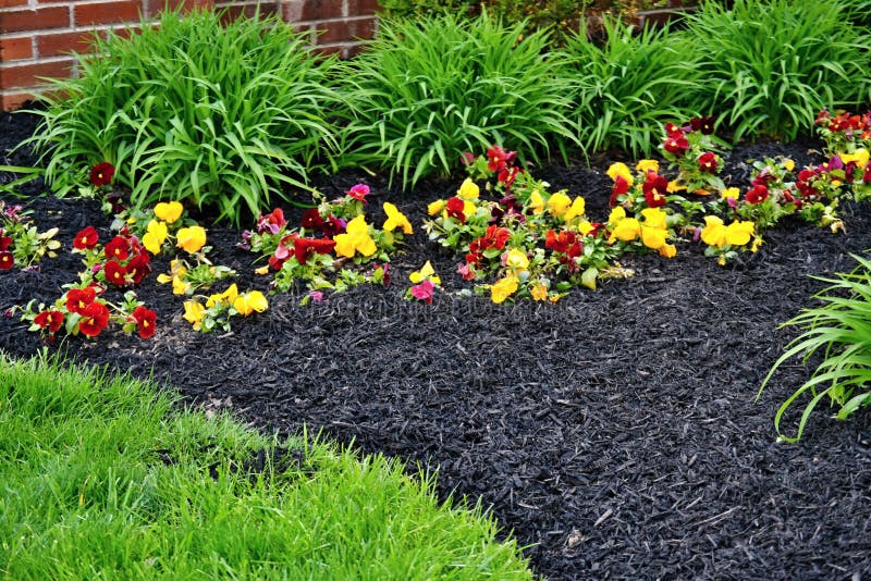 Spring flowerbed freshly filled with new mulch and compost mixture with growing Hemerocallis leaves bunches, violets and trimmed