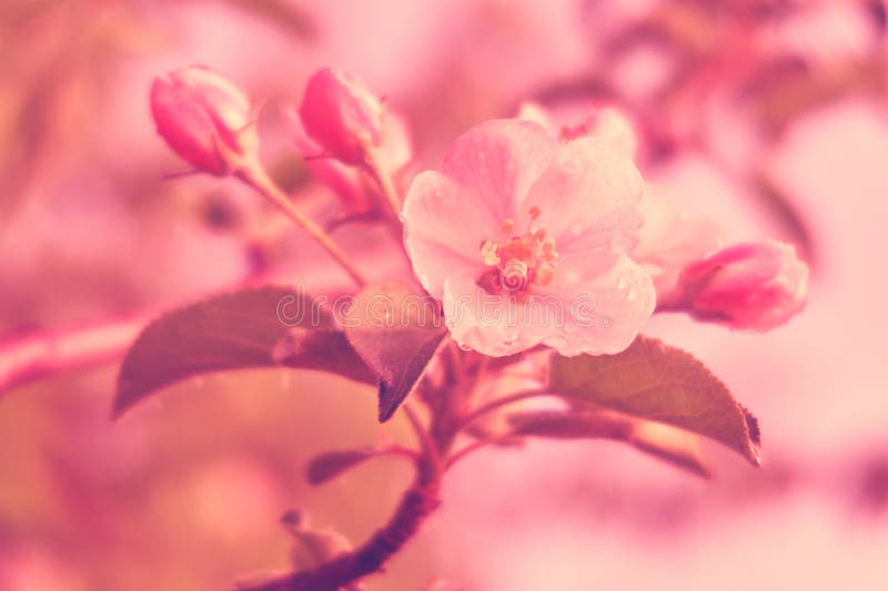 Spring Flowering Apple Trees. Blooming Tree Branches Stock Image
