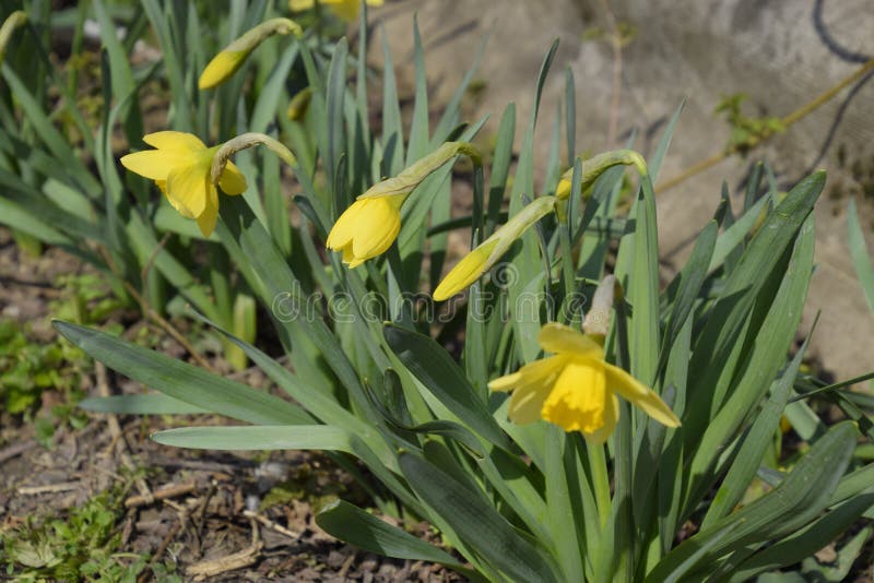 Spring Flowering Bulb Plants in the Flowerbed. Flowers Daffodil Yellow