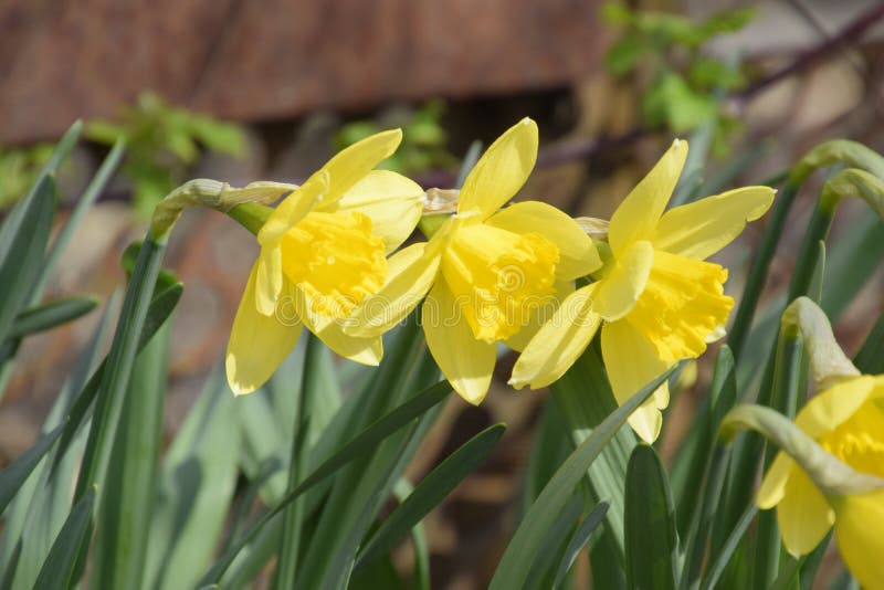 Spring Flowering Bulb Plants in the Flowerbed. Flowers Daffodil Yellow