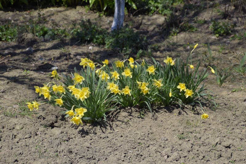 Spring Flowering Bulb Plants in the Flowerbed. Flowers Daffodil Yellow
