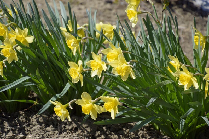 Spring Flowering Bulb Plants in the Flowerbed. Flowers Daffodil Yellow