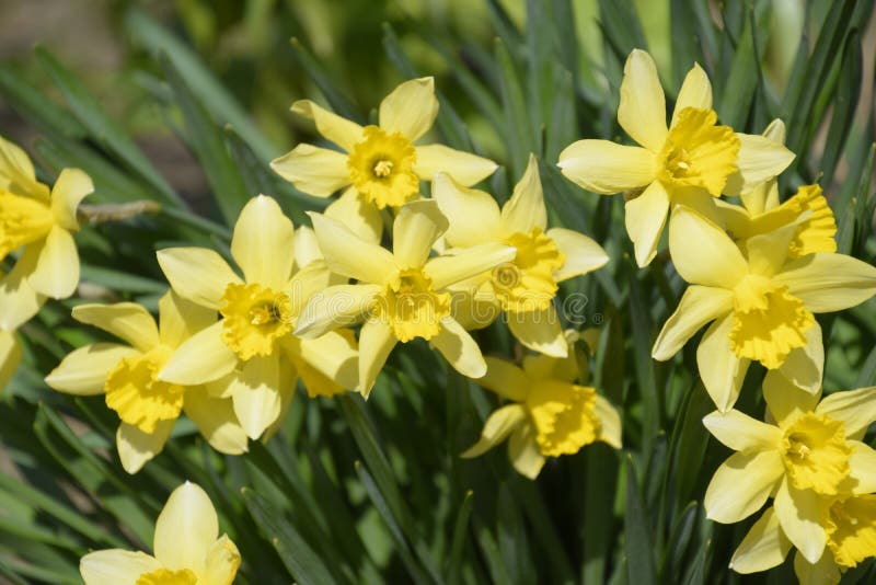 Spring Flowering Bulb Plants in the Flowerbed. Flowers Daffodil Yellow