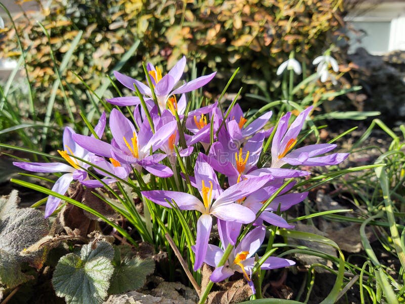 Spring flowering - Crocus flower in the grass in nature.