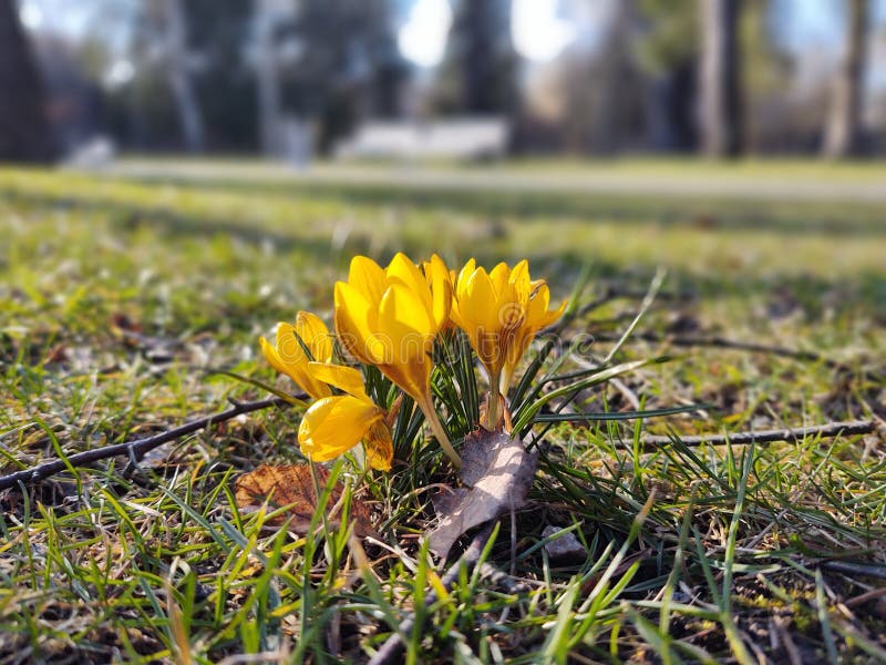 Jarné kvitnutie - Crocus kvet v tráve v prírode.