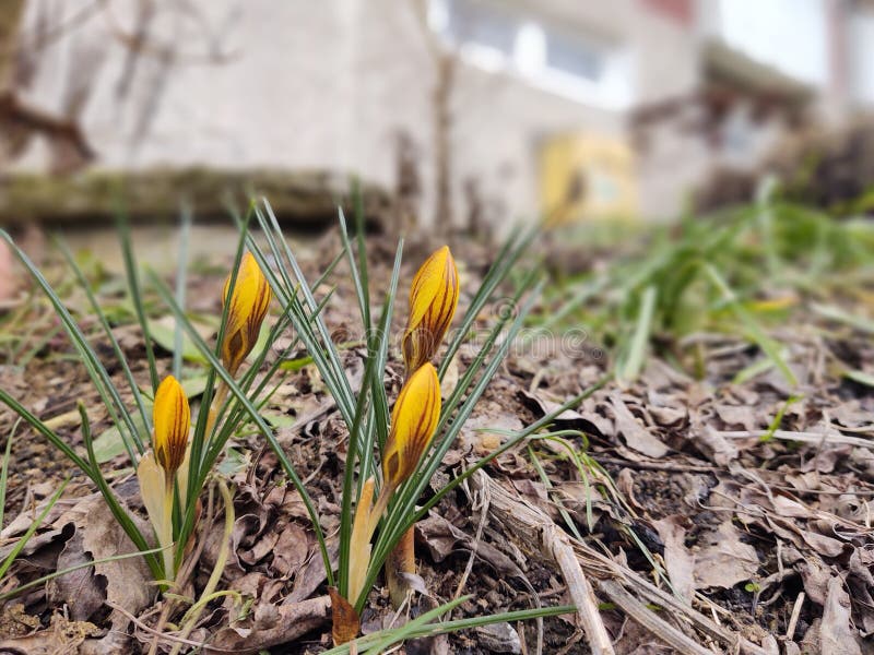 Jarné kvitnutie - Crocus kvet v tráve v prírode.