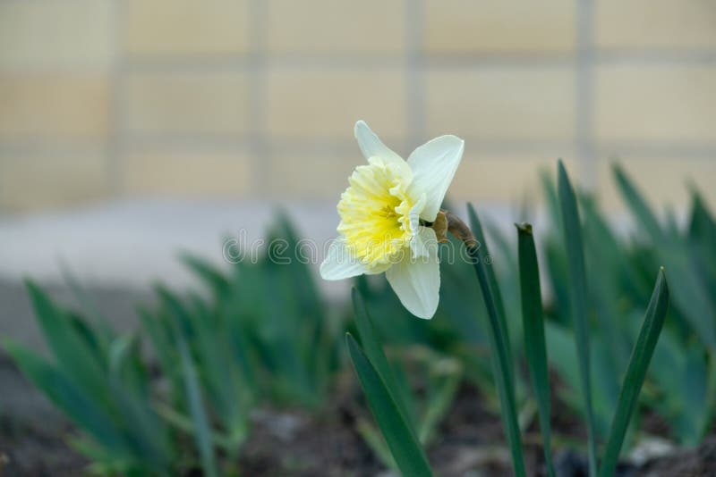 Spring Flowering. Daffodil Flower in Grass. Stock Photo Image of