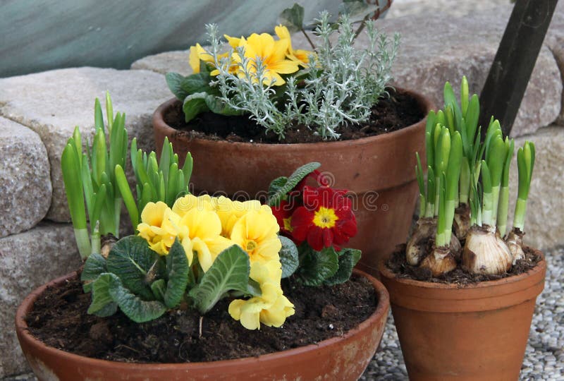 Spring flowering narcissus and primulas in pots royalty free stock photography