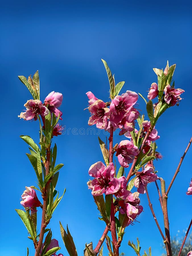 Spring flowering nectarine stock image. Image of nectarine 179442413