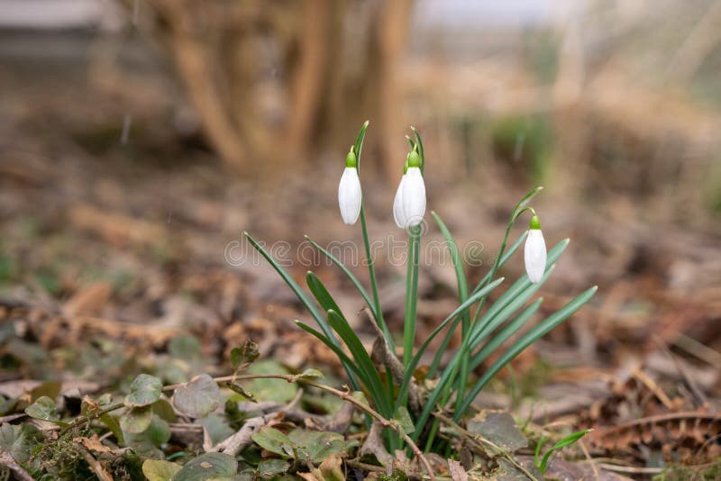 Spring flowering. Snowdrops in the park.