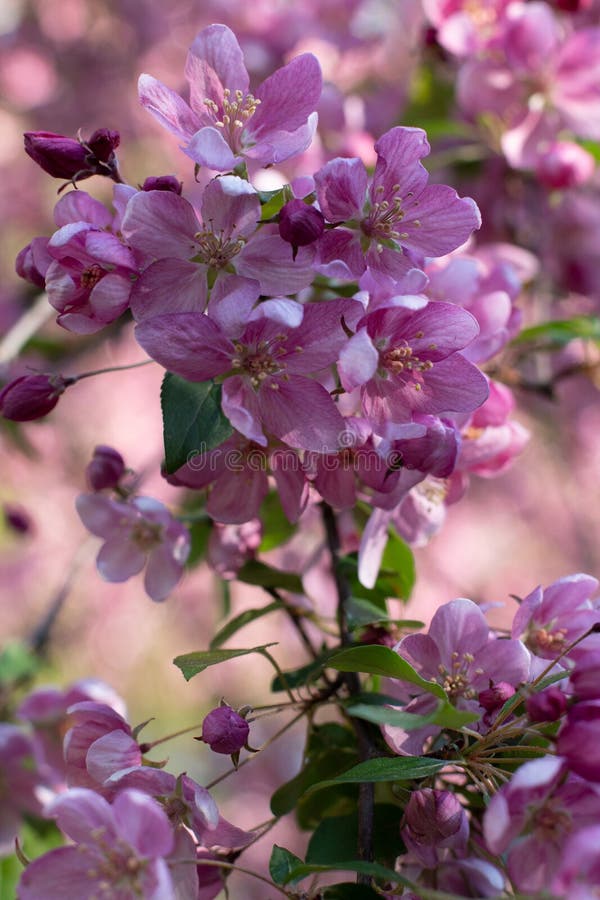 Spring flowering trees on a soft defocused background royalty free stock images