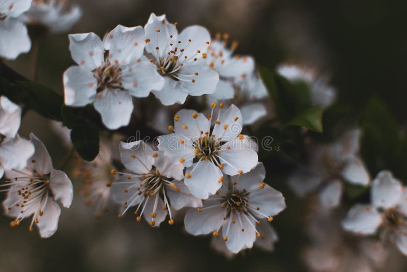 Spring flowering trees on a soft defocused background royalty free stock photos