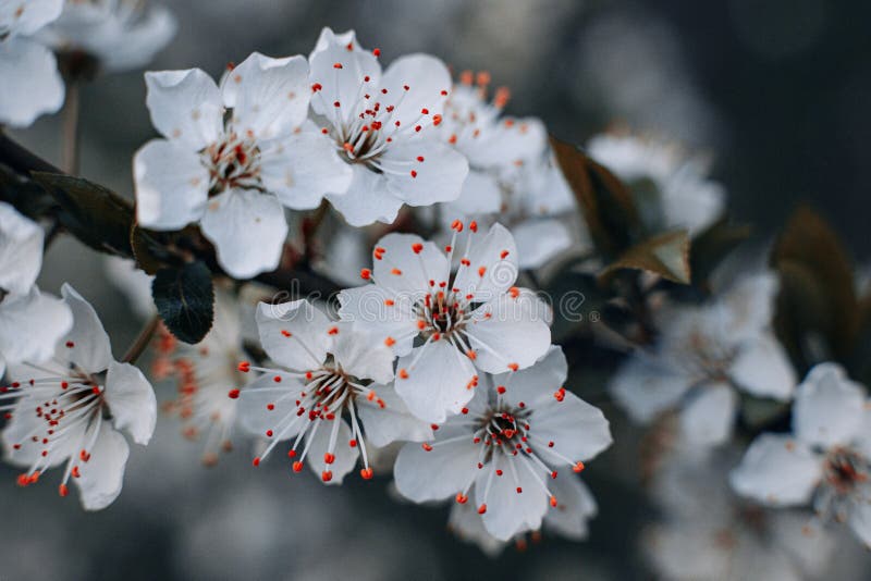 Spring flowering trees on a soft defocused background royalty free stock image