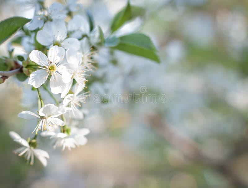 Spring flowering trees on a soft defocused background royalty free stock photo