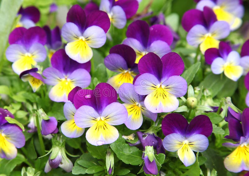 Fleurs De Viola Cornuta Aux Coloris Ã©clatants Stock Photo - Image of  flower, annual: 165667554