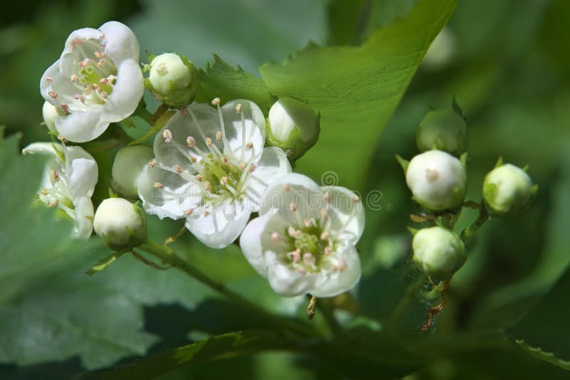 Spring flowering of wild apple-tree branch