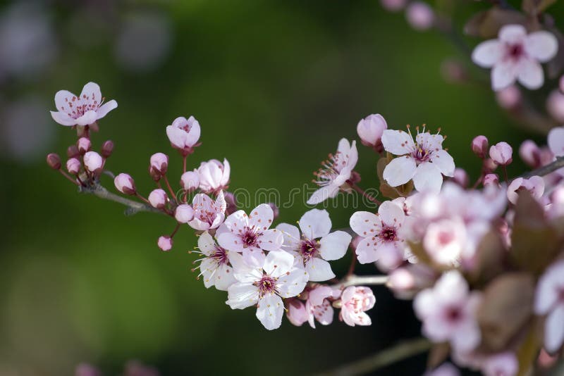 Spring flowers