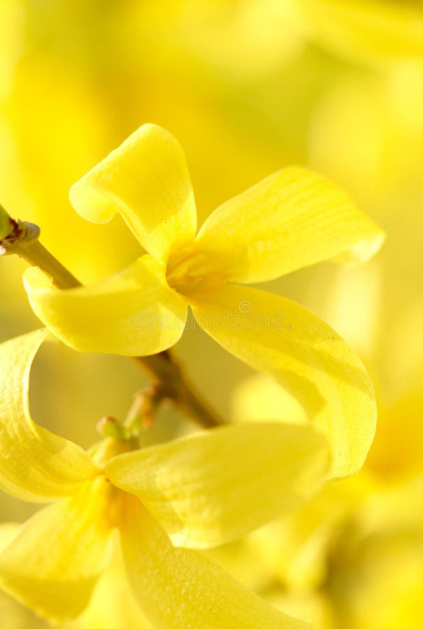 Spring flowers