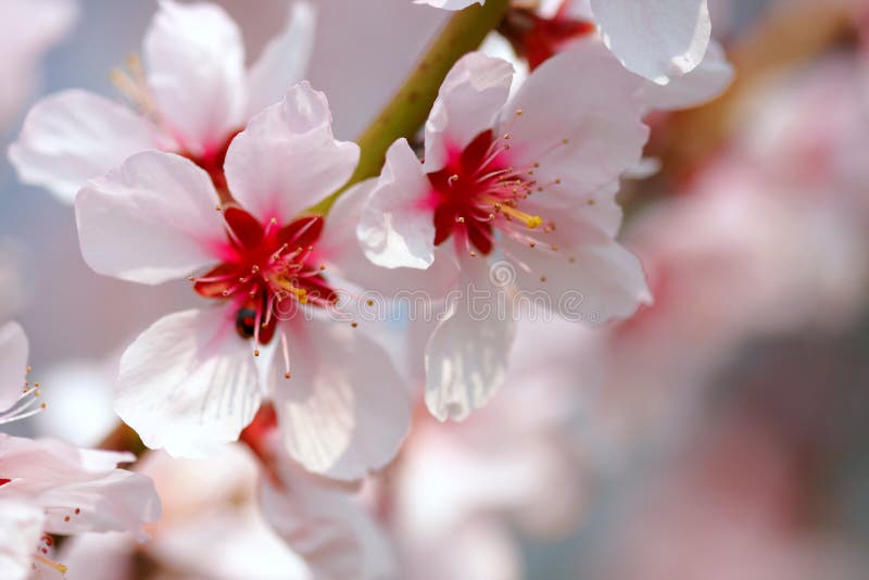 Spring flowers