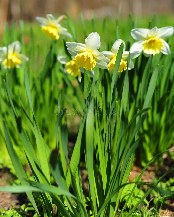 Spring flowers