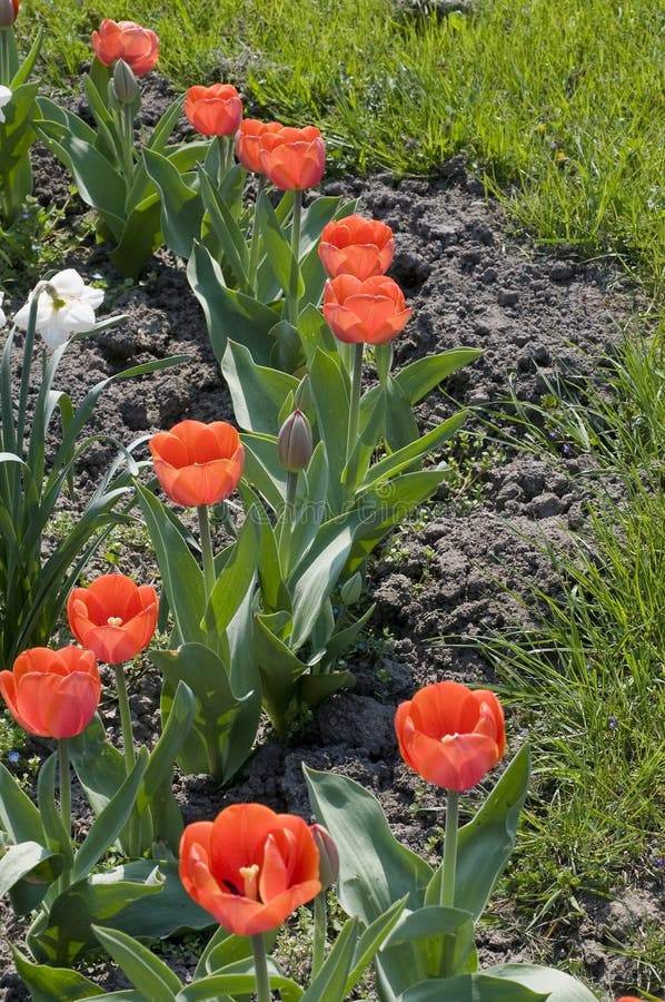 Spring flowers