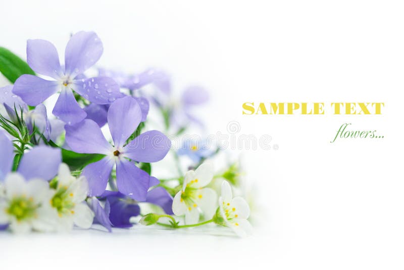 Spring flowers stock photography