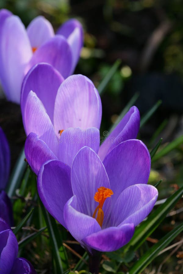 Spring flowers