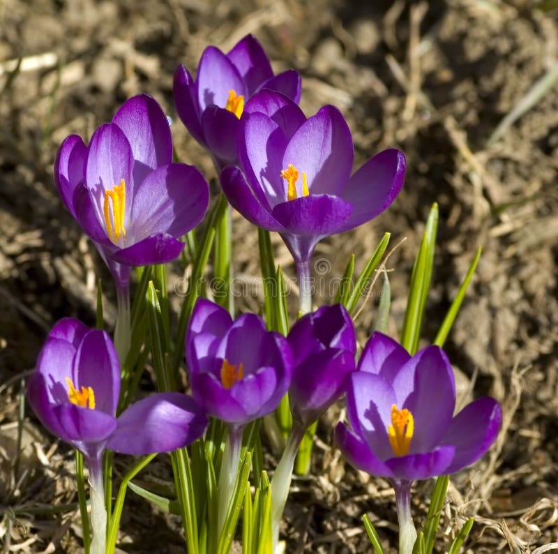 Spring Flowers Picture. Image 2241856