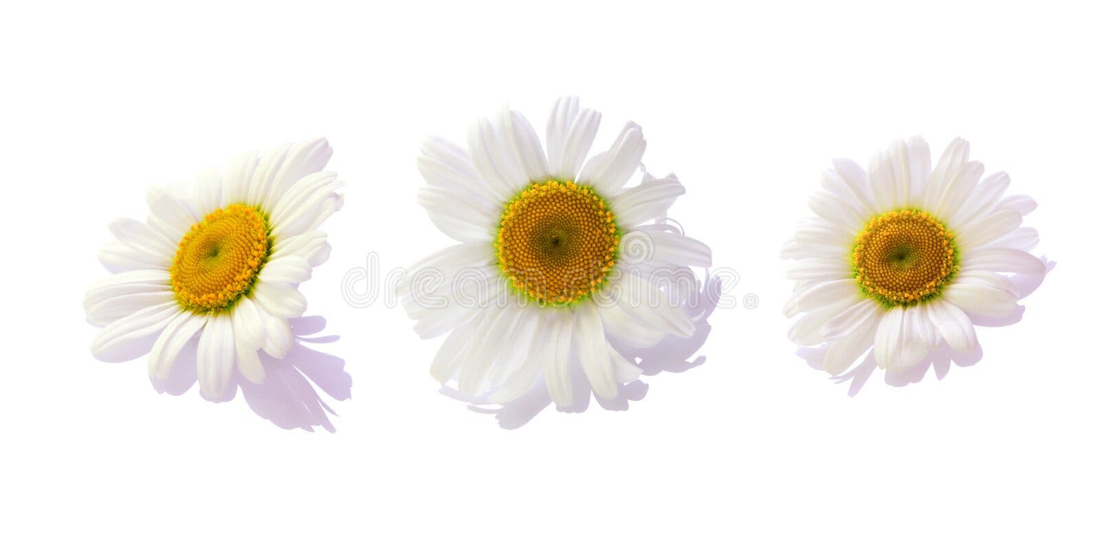 Black and white flower stock image. Image of blooming 10776899