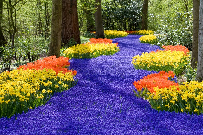 Schönen Gebiet von Frühlingsblumen mit Narzissen, Tulpen und muscari.