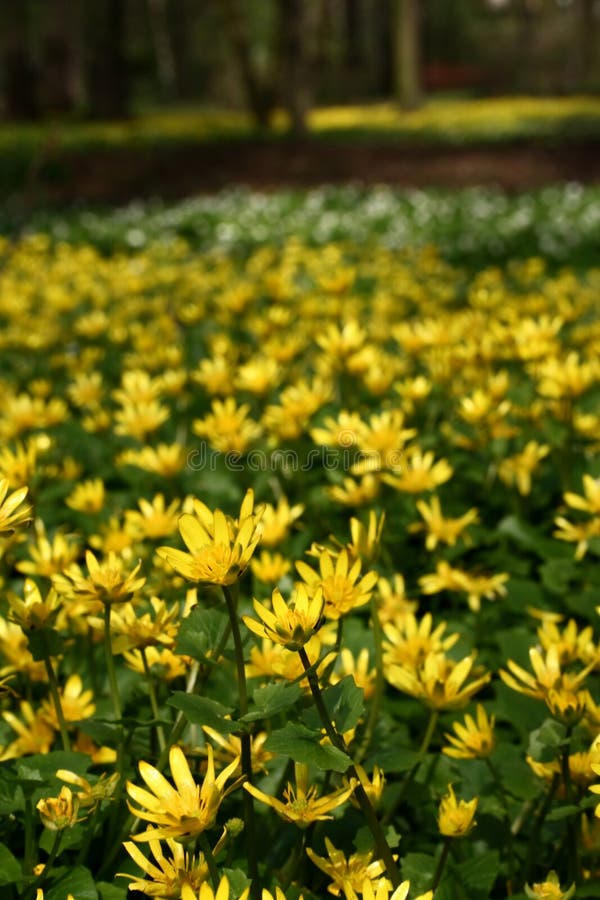 Spring flowers