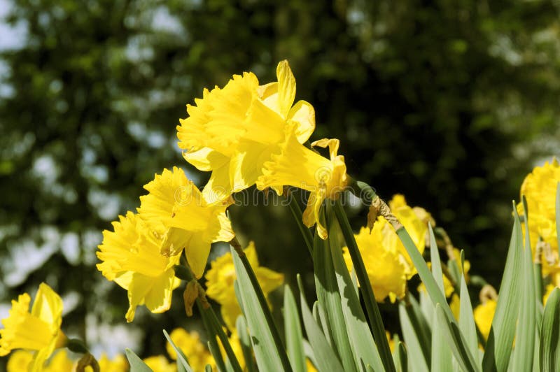 Spring Flowers