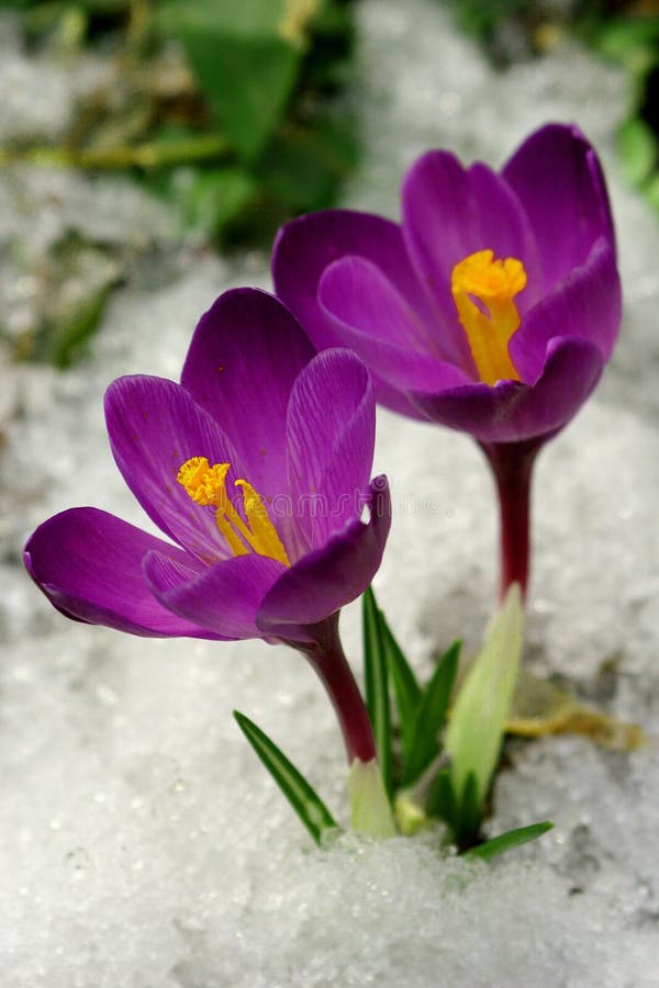 Spring flowers. royalty free stock images