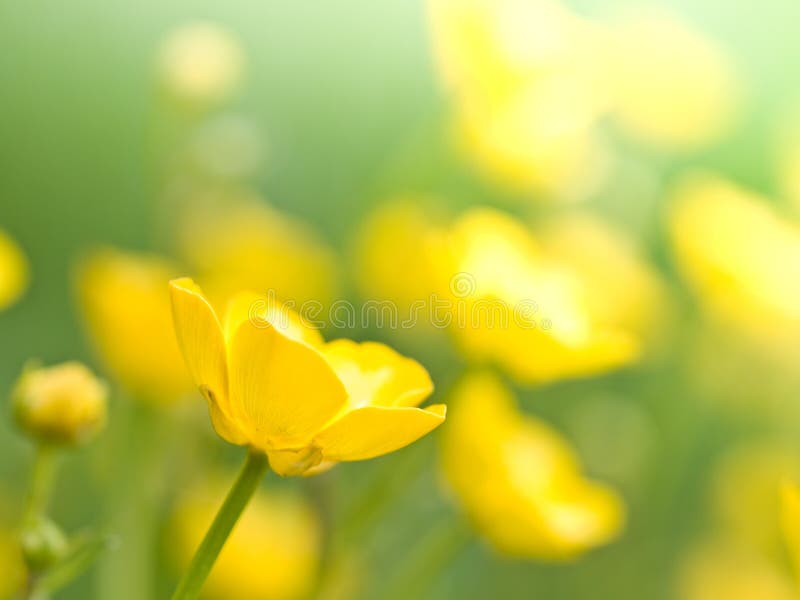 Spring flowers