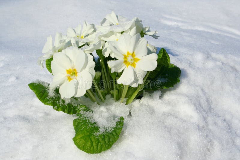 Spring flowers coming up stock image. Image of flower 3793203