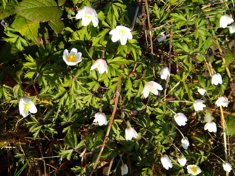 anemona blanca anemona blanca