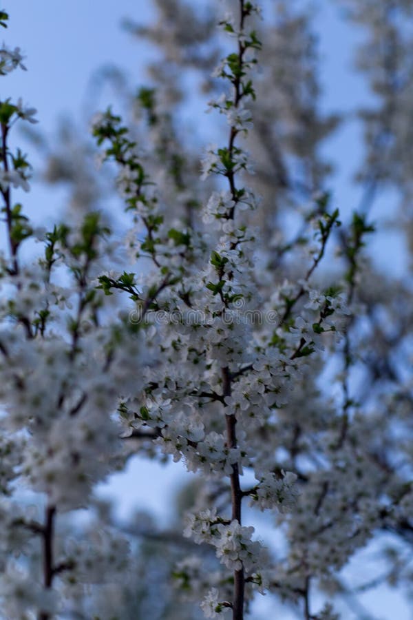 Spring flowers Apple and pear royalty free stock photo Spring flowers Apple and pear royalty free stock photo