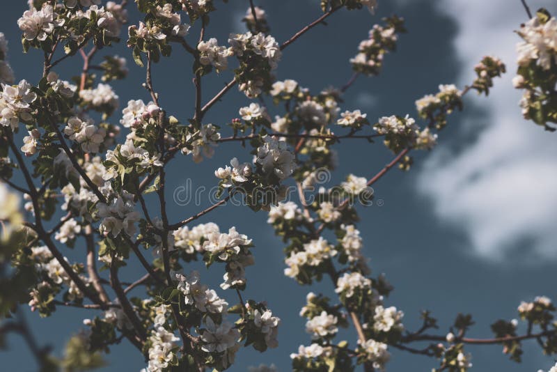 Spring flowers of an apple tree at clear bly sky. Frozen tree flowers after frost stock photo Spring flowers of an apple tree at clear bly sky. Frozen tree flowers after frost stock photo