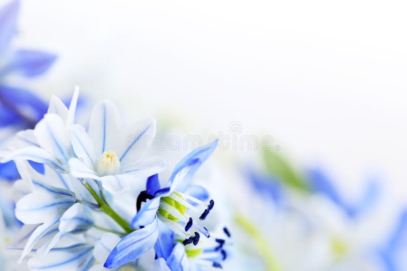 Spring flowers background stock images