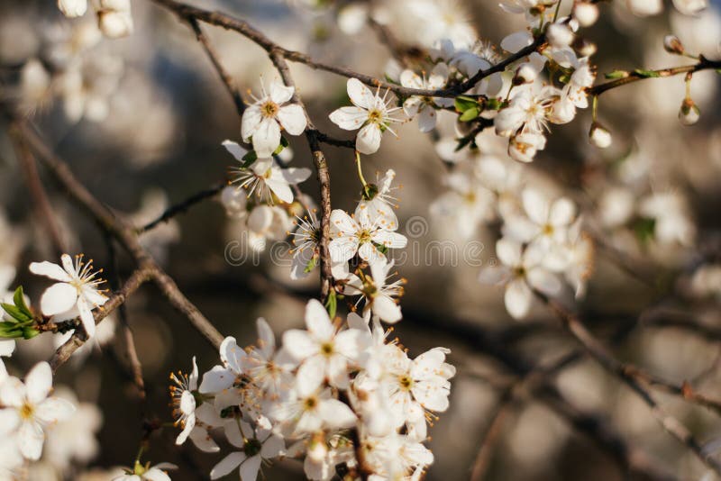 Spring Flowers Background. Small Small Flowers Bloomed in Spring Stock