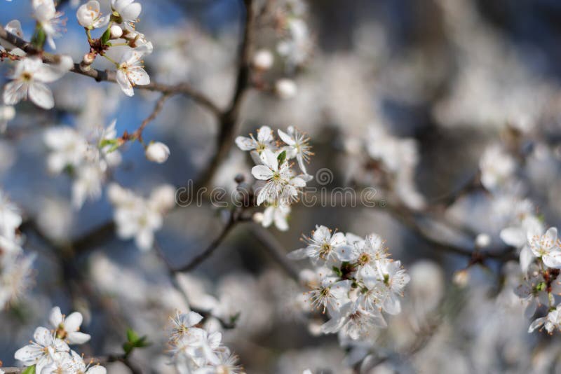 Spring Flowers Background. Small Small Flowers Bloomed in Spring Stock