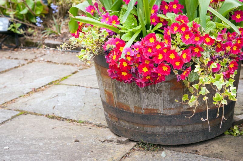 Spring flowers in barrel