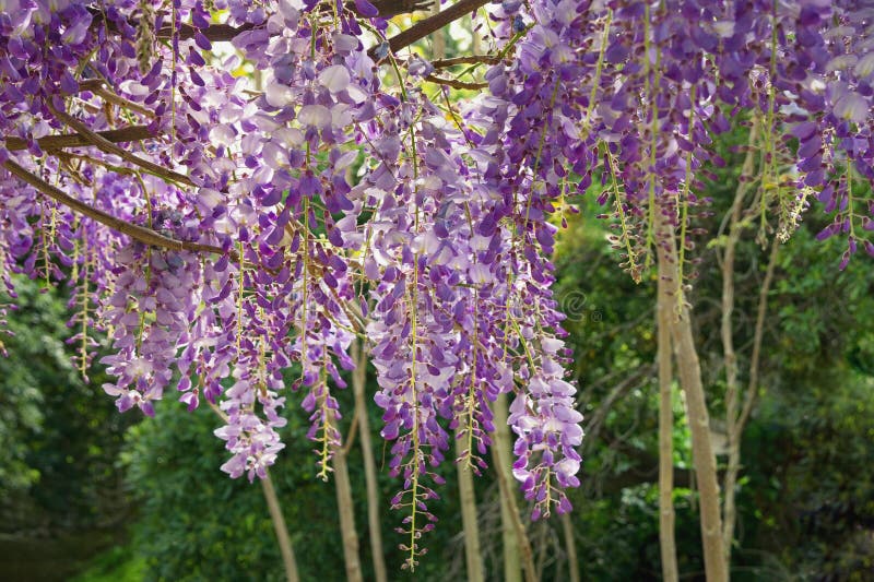 Spring Flowers. Beautiful Wisteria Vine in Bloom Stock Image Image of