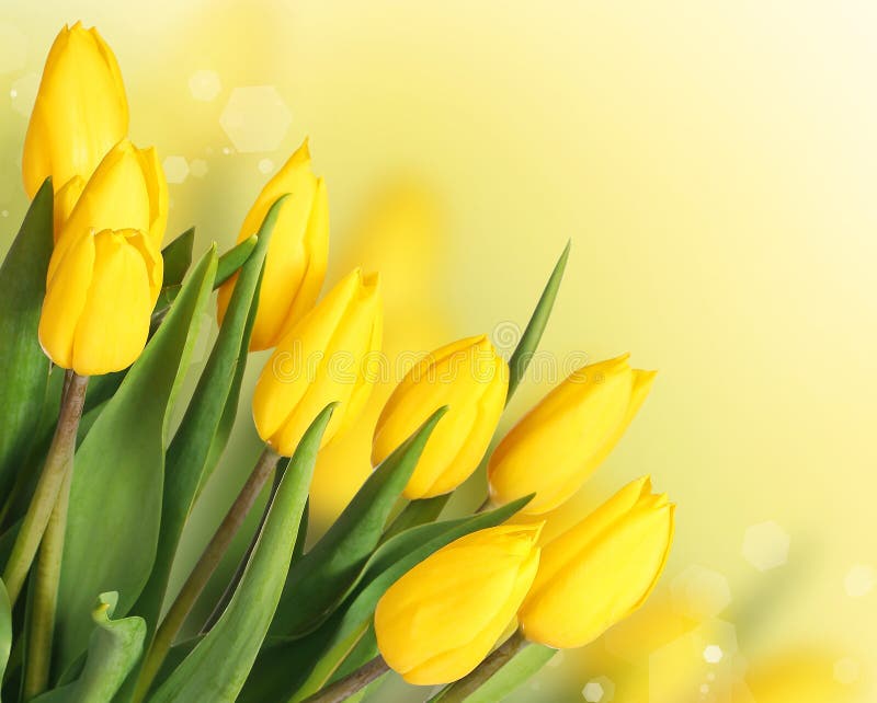 Spring Flowers. Beautiful Yellow Tulips stock images