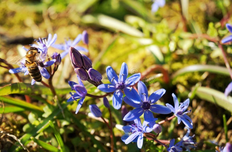 Spring flowers and bee at sunny day. Spring flowers and bee at sunny day