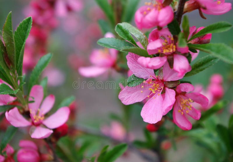 Spring flowers. blooming pink sakura in the garden stock photography