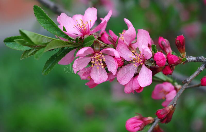 Spring flowers. blooming pink sakura in the garden stock image