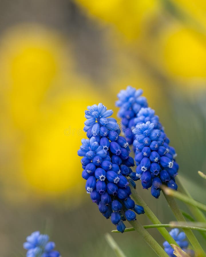 328 Spring Flowers Oregon Meadow Stock Photos Free & RoyaltyFree