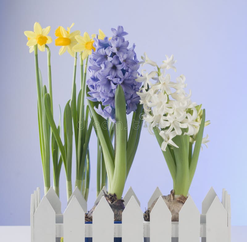 Spring flowers on blue background