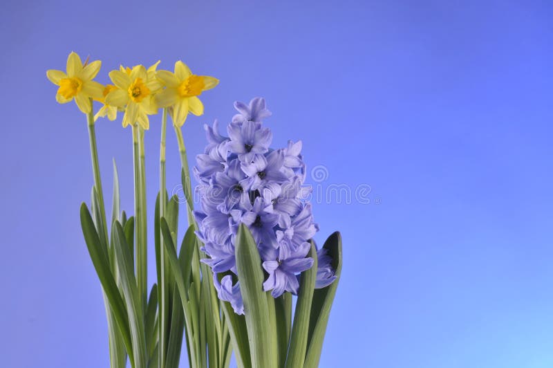 Spring flowers on blue background